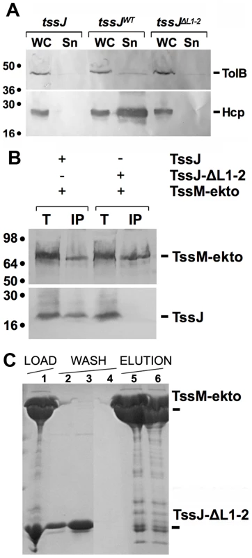 The L1-2 loop of TssJ is required for TssJ-TssM complex formation.