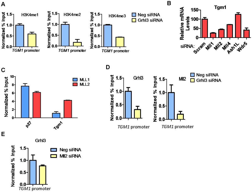 MLL2 occupancy and H3K4 methylation at the <i>TGM1</i> promoter depend on GRHL3 in human epidermal keratinocytes.