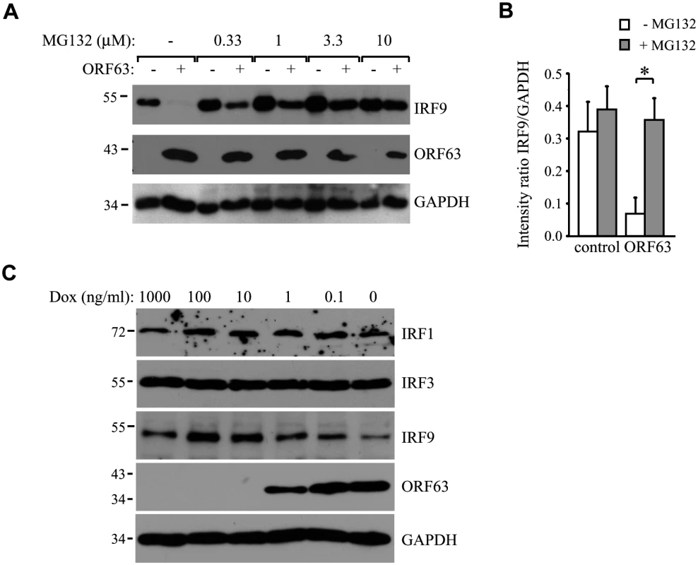 ORF63 induces proteasomal-degradation of IRF9, but does not affect IRF1 or IRF3.