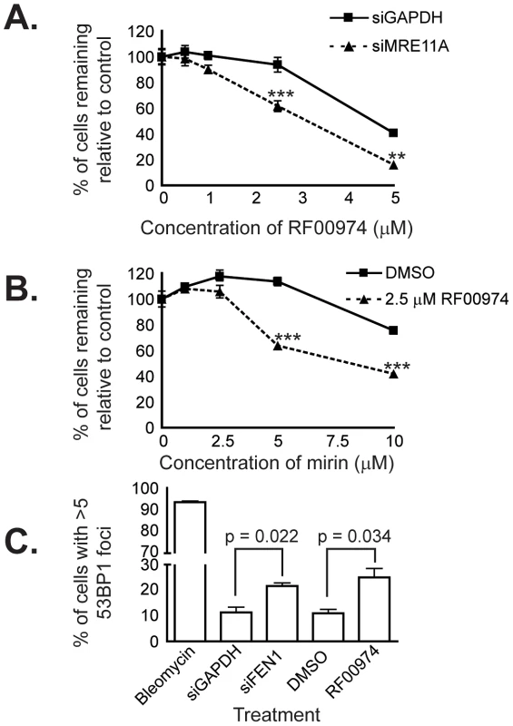 RF00974 recapitulates the interaction between <i>FEN1</i> and <i>MRE11A</i>, and leads to increased endogenous DNA damage.