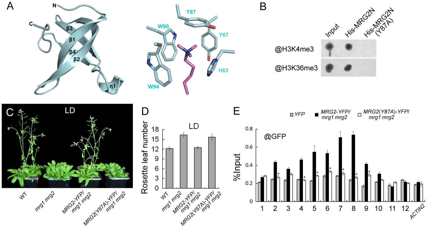 MRG1/2 binding to histone marks is required for their function in regulating flowering.