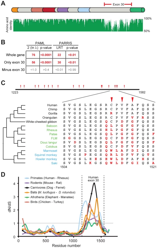 Positive selection in primate <i>PARP4</i> is localized to exon 30.