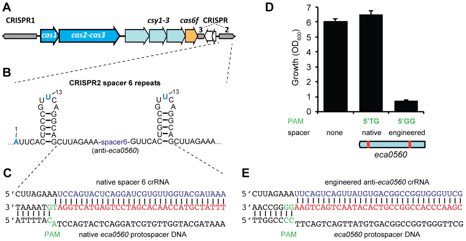 A single nucleotide PAM mutation enables escape from native CRISPR/Cas targeting.
