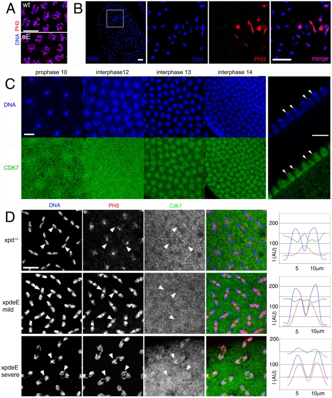 Disruption of dynamic subcellular localization of Cdk7 and of Cdk1 activity in <i>xpd<sup>eE</sup></i> embryos.