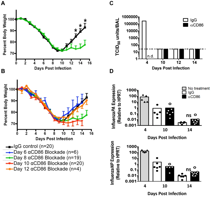 CD86 co-stimulation is required for optimal recovery following IAV infection.