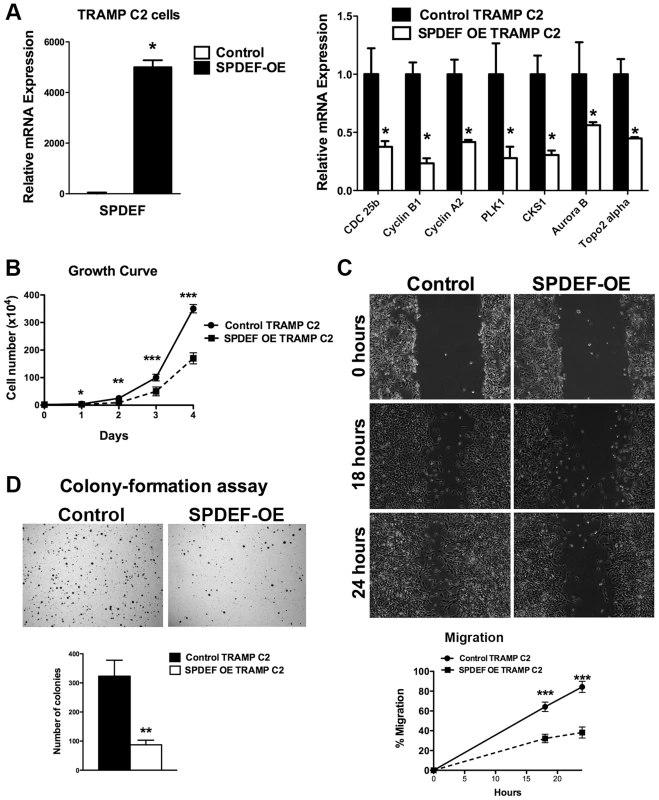 Expression of SPDEF in TRAMP C2 prostate adenocarcinoma cells decreased cell growth, reduced migration and colony formation on soft agar.
