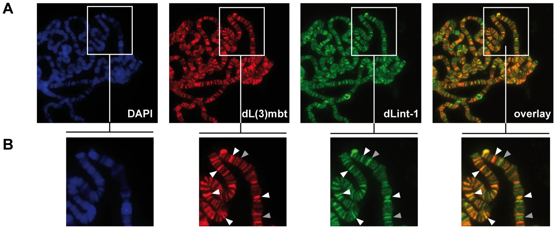 dL(3)mbt and dLint-1 colocalise on polytene chromosomes.