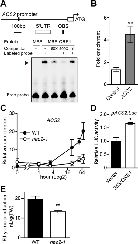 ORE1 is associated with <i>ACS2</i> promoter and transcriptionally activates its expression.