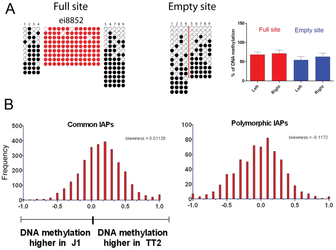 DNA methylation analysis of IAPs in both ES cell lines.