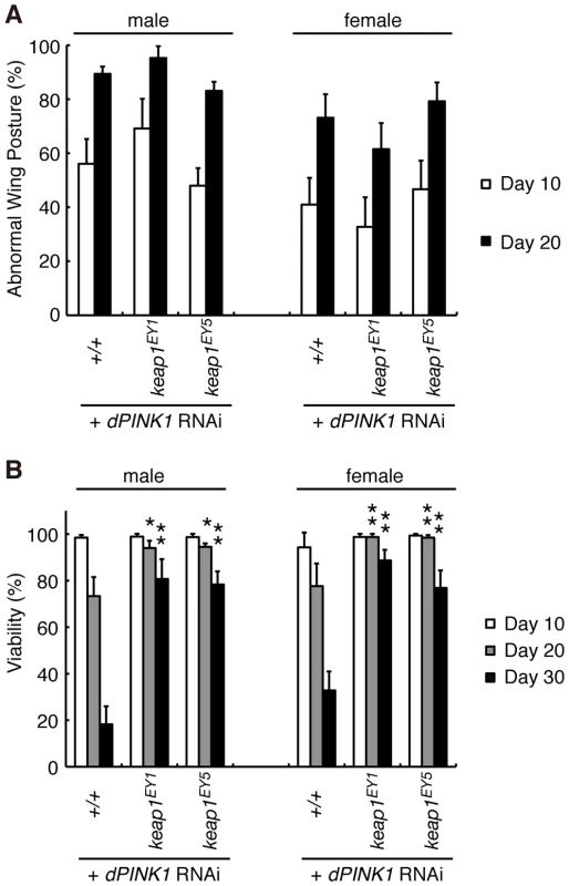 Reduction of Keap1 activity improves the lifespan of <i>dPINK1</i> RNAi flies.