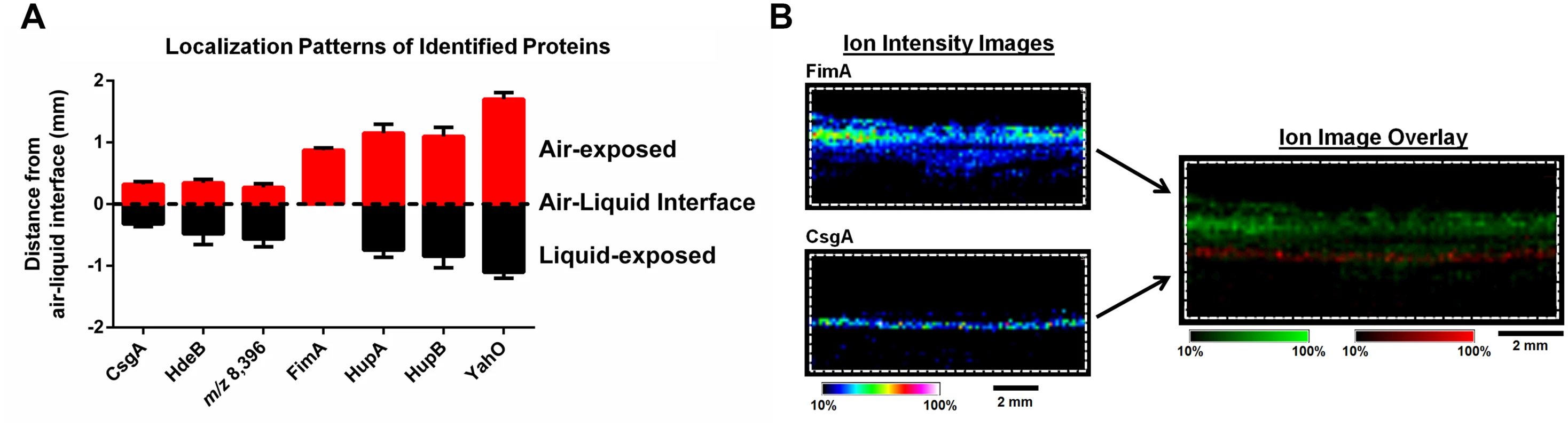 IMS analysis reveals stratification of identified UPEC proteins and distinct localization of FimA and CsgA within the biofilm.