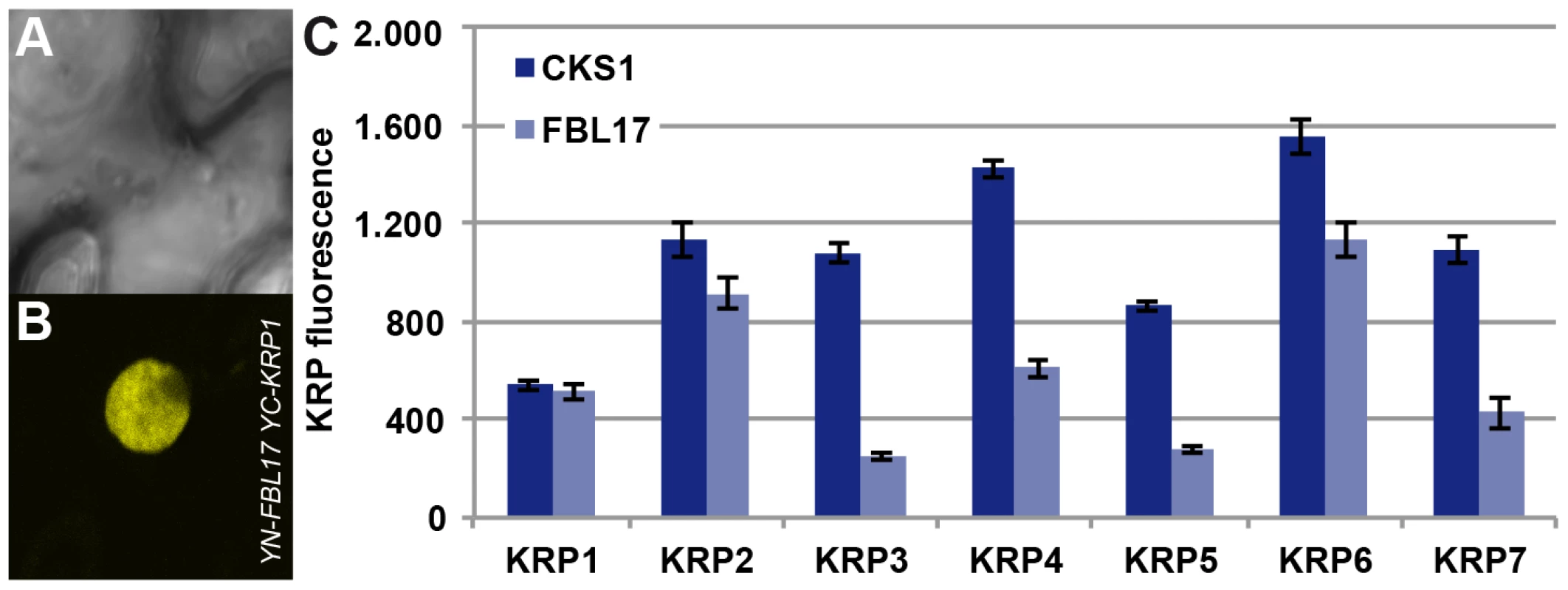 Interaction of FBL17 with KRPs in BiFC assays and degradation promotion of KRP <i>in vivo</i>.