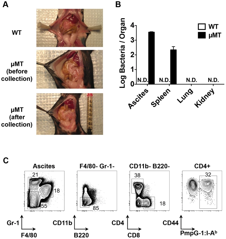 Dissemination of bacteria and development of ascites in B cell deficient mice (μMT) after <i>C. muridarm</i> i.vag. infection.