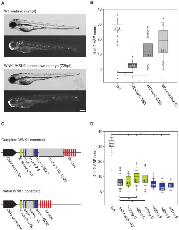 WNK1/HSN2 knockdown in zebrafish using antisense morpholino oligonucleotides (AMO).