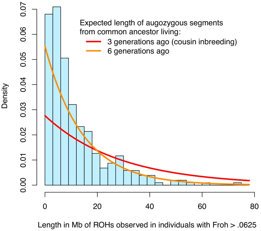 Distribution of ROH lengths for the 15 individuals with <i>Froh</i>&gt;.0625 in the sample (blue) and the expected lengths of autozygous segments for different levels of inbreeding (red and orange).