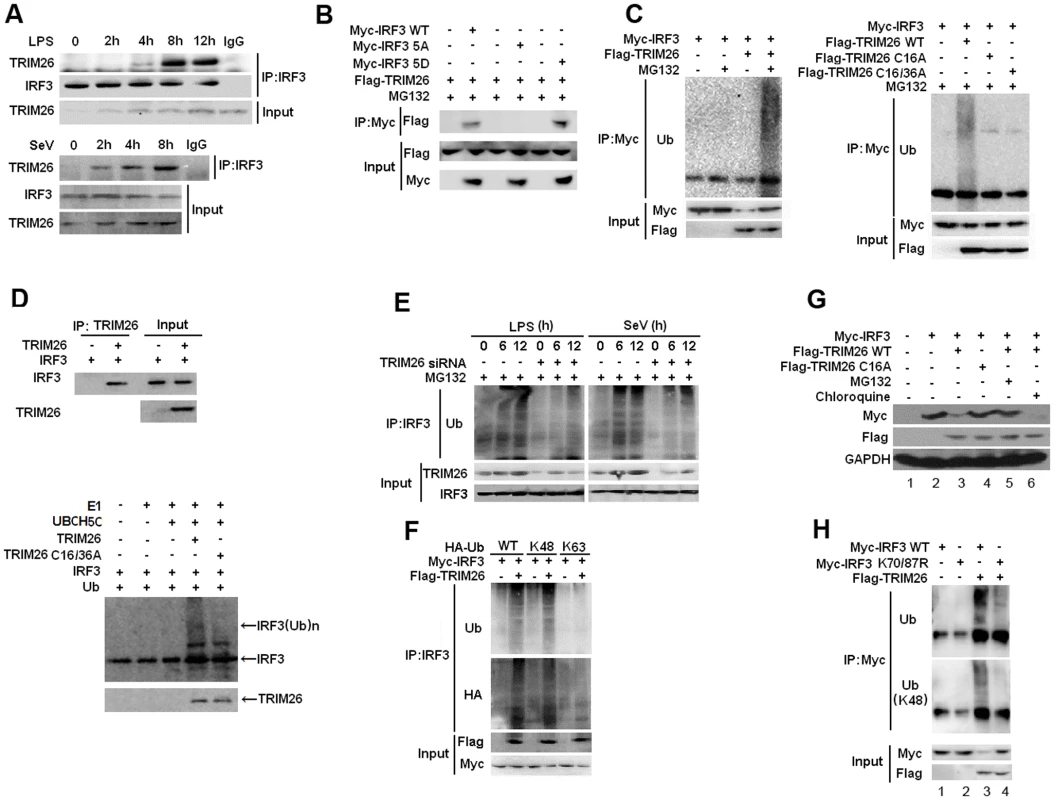TRIM26 promotes IRF3 ubiquitination and proteasomal degradation.