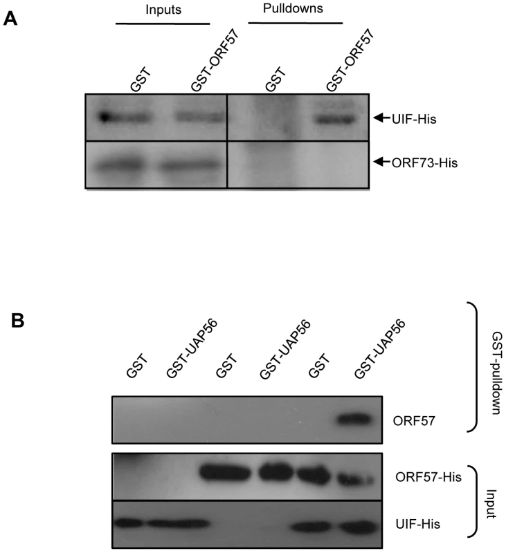 ORF57 is linked to the hTREX complex by UIF; however, ORF57 preferentially interacts with Aly over UIF.