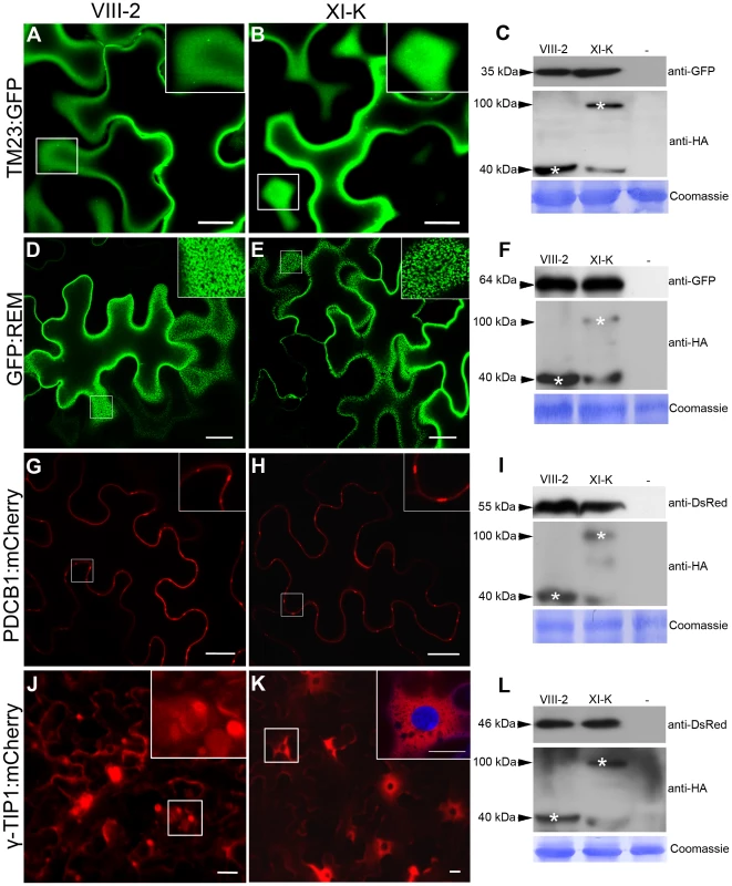 Effects of myosin XI-K tail expression on the localization of different cellular markers in <i>N. benthamiana</i>.