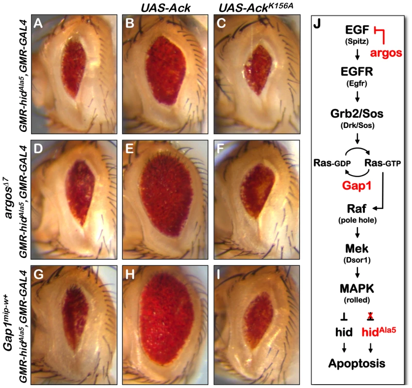 Ack anti-apoptotic function is stimulated by EGF receptor/Ras signaling.