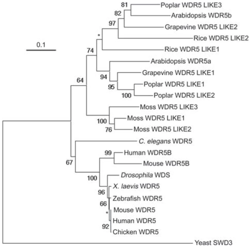 Phylogenetic Tree for WDR5 Homologs from Representative Plant and Animal Species.