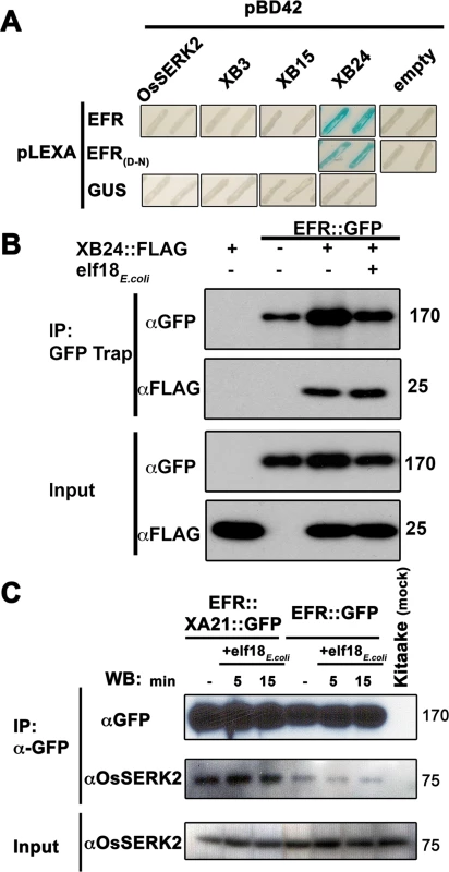 EFR interacts with the XA21-signaling components XB24 and OsSERK2.