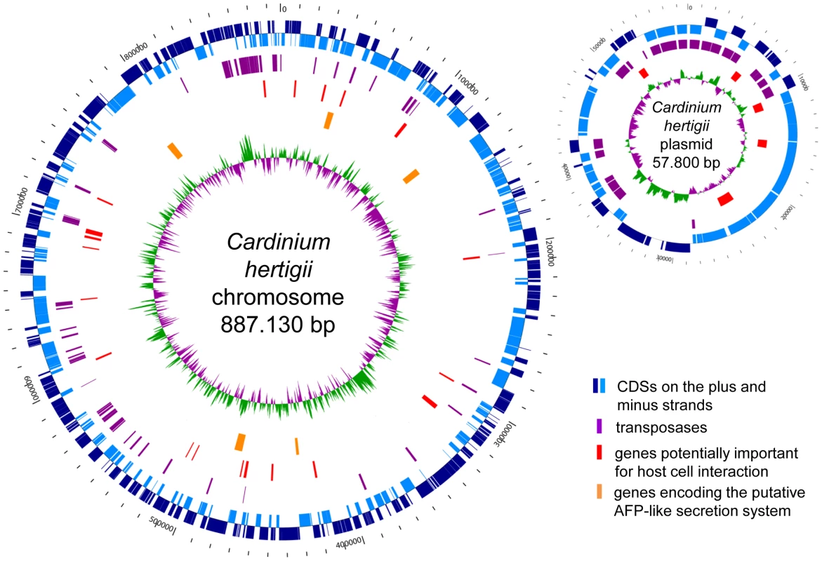 Circular maps of the <i>Cardinium hertigii c</i>Eper1 chromosome and plasmid pCher.