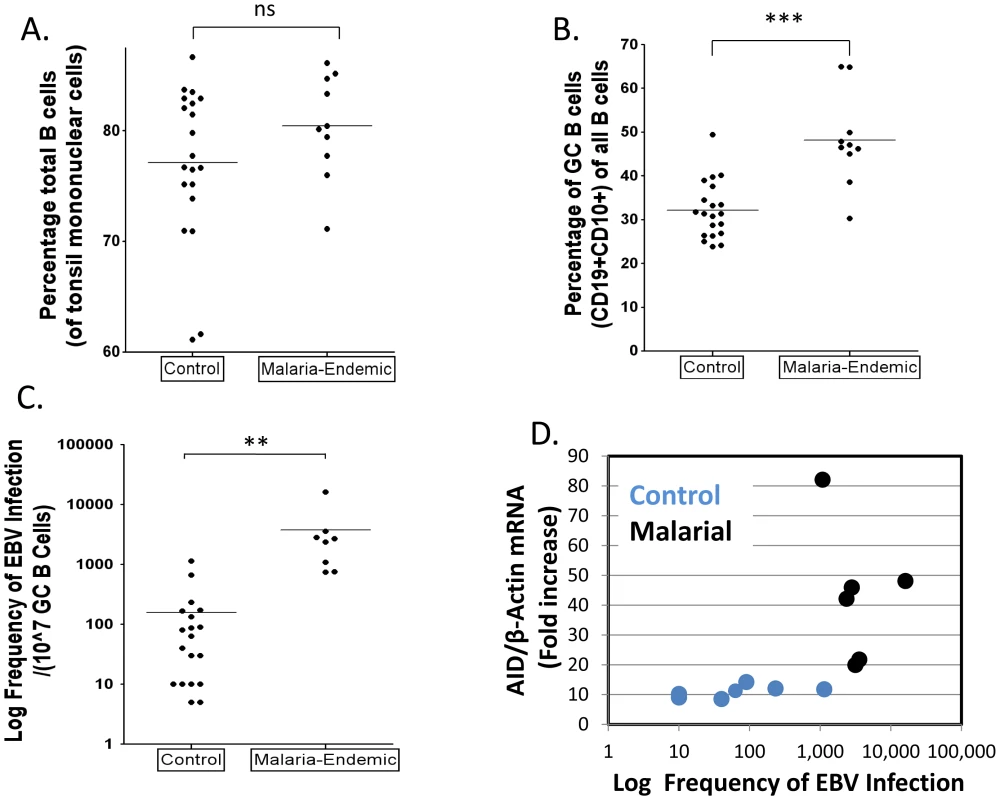 Higher levels of EBV infected cells in tonsil GCs from individuals infected with <i>P. falciparum</i> malaria compared to controls.