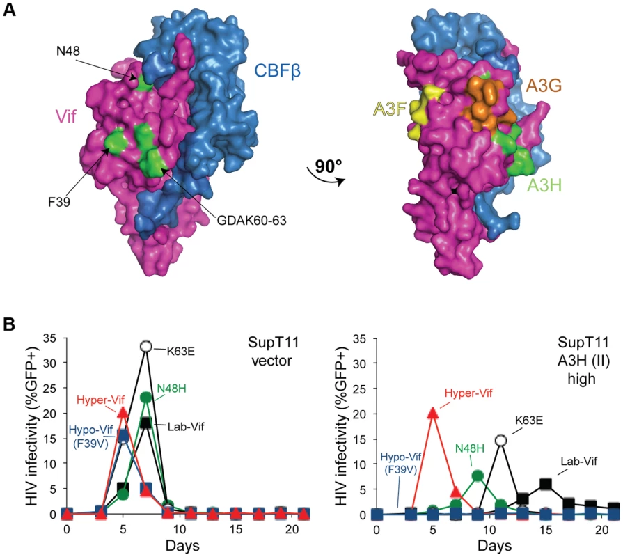 Vif separation-of-function substitutions define the likely APOBEC3H interaction surface.