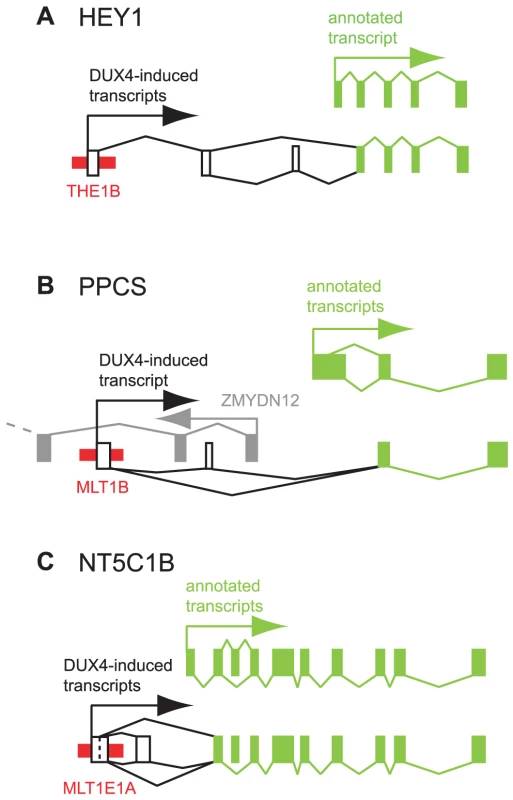 Examples of DUX4-bound repeats that function as alternative promoters for annotated genes.