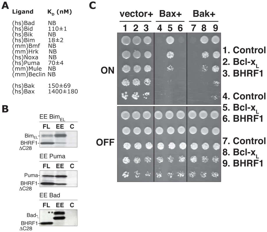 BHRF1 binds a subset of pro-apoptotic Bcl-2 family proteins to counter apoptosis.