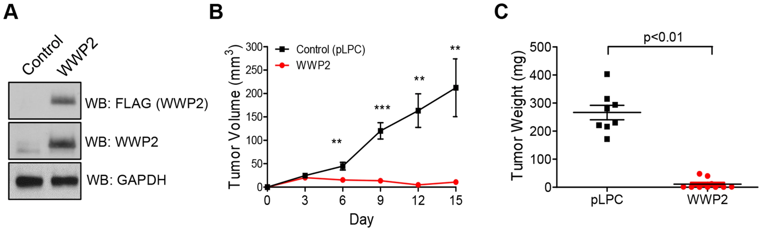 WWP2 suppresses tumor development of ovarian cancer cells.