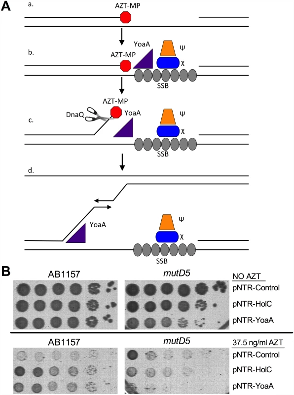 Model for the role of YoaA, x (HolC) and ε (DnaQ) in AZT tolerance.