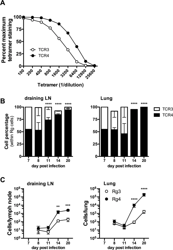Differences in TCR affinity can lead to clonotypic dominance during infection.
