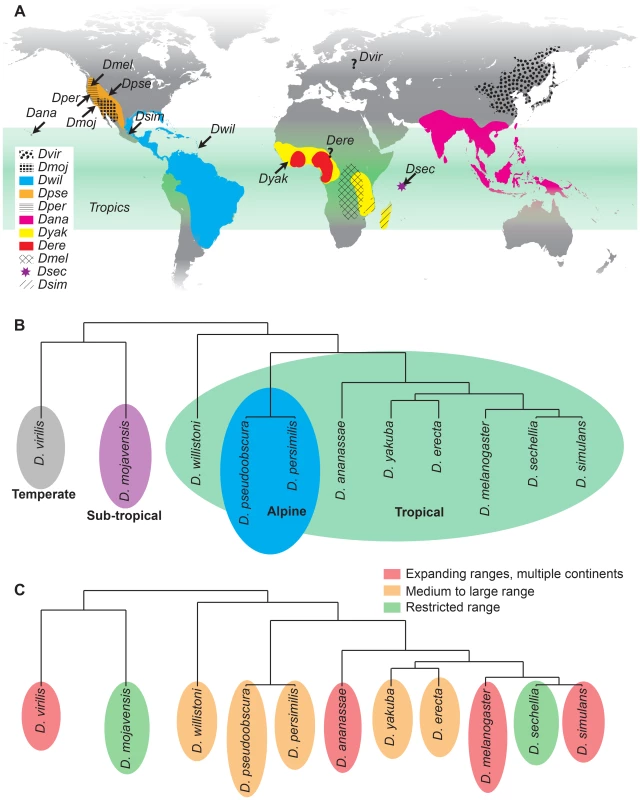 Geographic and climatic origin and phylogeny of analyzed <i>Drosophila</i> species.