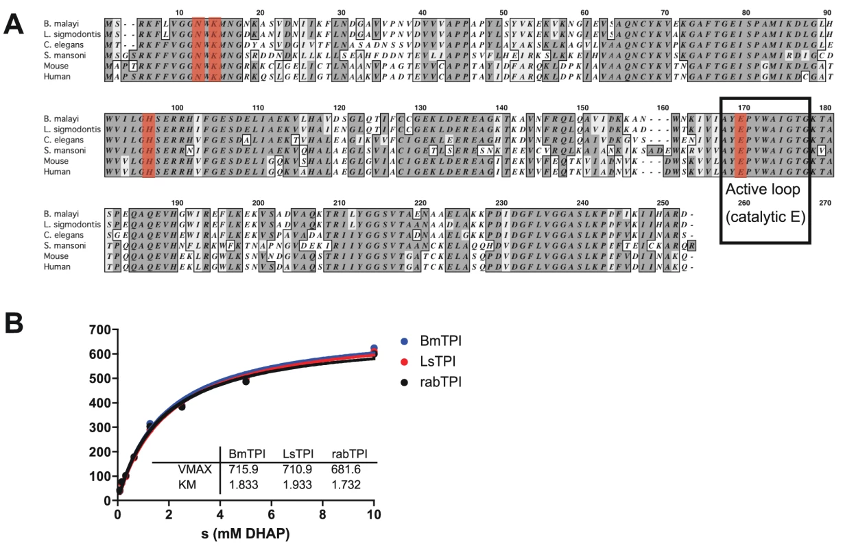 <i>Bm</i>-TPI is conserved in sequence and enzymatic function.