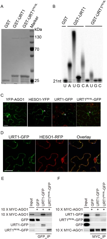 The P618L substitution impairs the URT1 activity, affects its subcellular localization and diminishes its interaction with AGO1.
