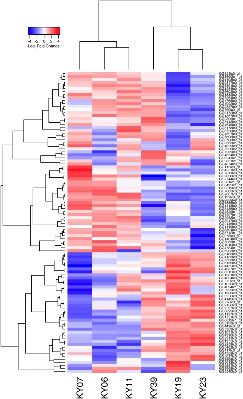 Transcriptional analysis of <i>Pd</i> gene expression on bats with WNS.