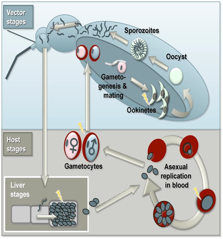 Summary of the malaria life cycle and apoptosis.