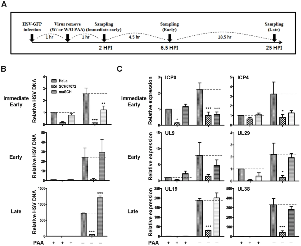3D8 scFv inhibits HSV-1 encoded gene expression by DNase and RNase activity.