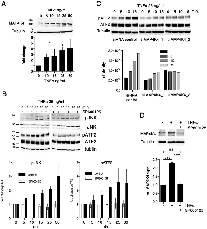 TNFα promotes increased MAP4K4 protein expression through the JNK pathway.