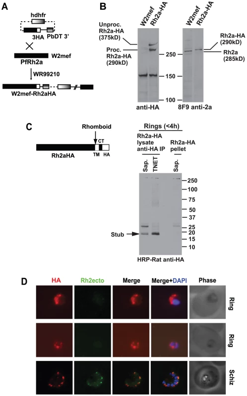 C-terminal tagging of the PfRh2a protein in <i>P. falciparum</i> by transfection.