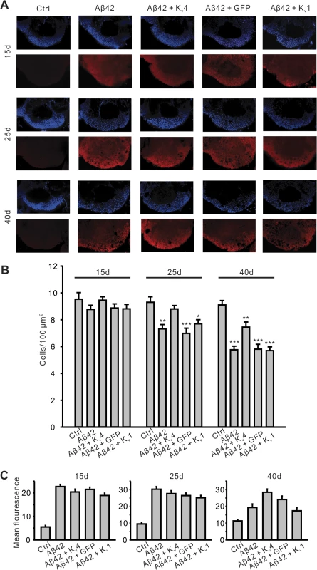 Pan-neuronal expression of K<sub>v</sub>4 slows the onset and severity of Aβ42-induced neurodegeneration.