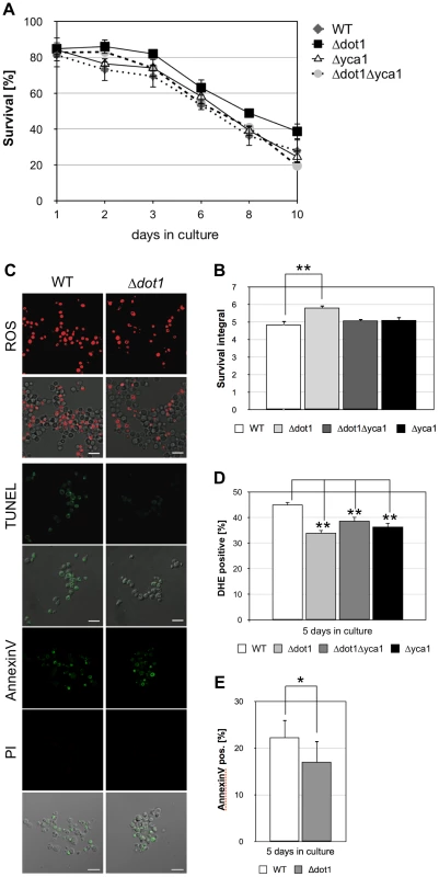 <i>DOT1</i> disruption positively influences Yca1p-dependent cell death.