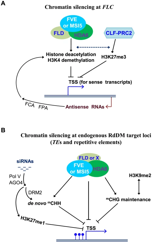Models for Roles of <i>MSI5</i> and <i>FVE</i> in Chromatin Silencing.