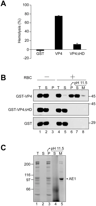 The hydrophobic domain of VP4 is required for its binding and disruption of RBC membranes.
