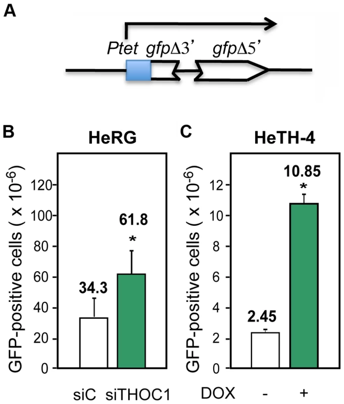 Recombination is increased after THOC1 depletion.