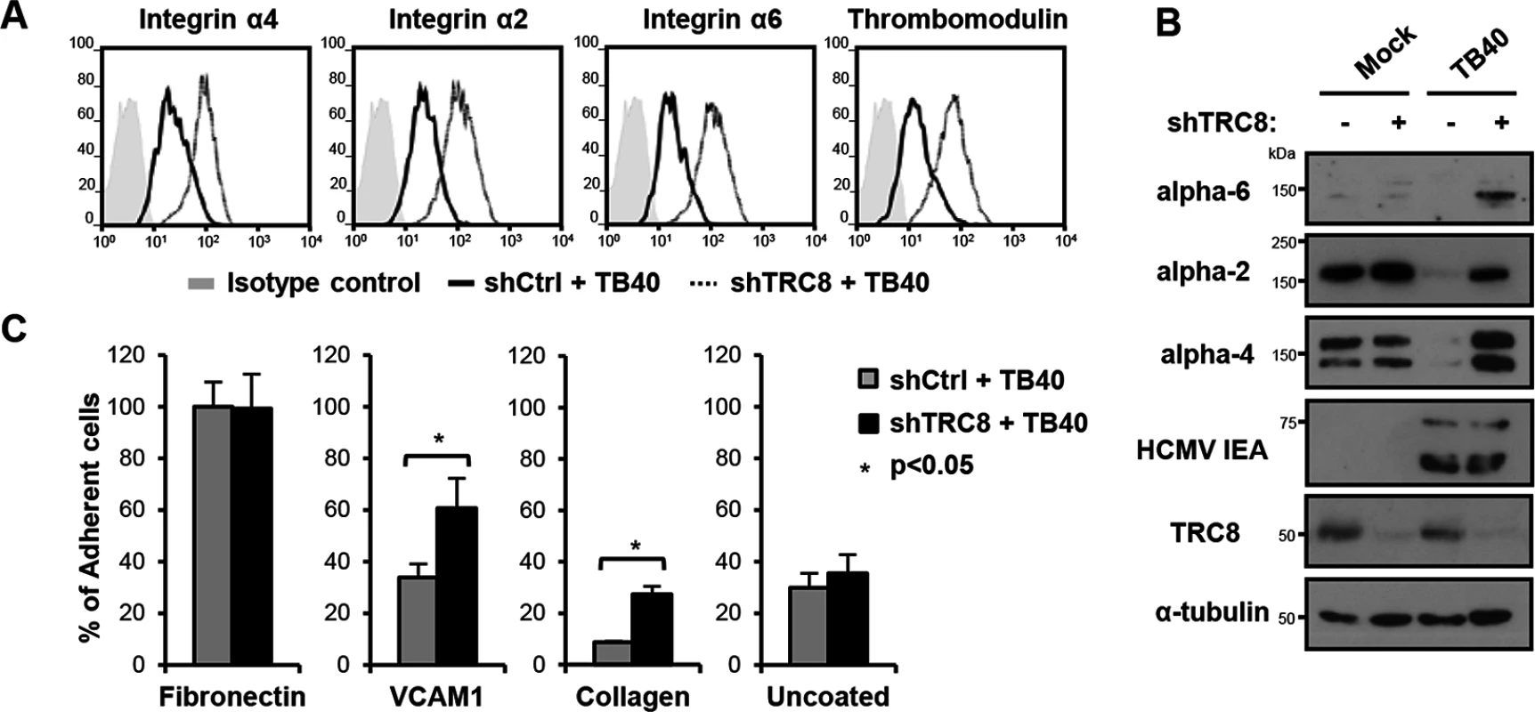 US2/TRC8-mediated degradation of α integrins reduces cell adhesion of lytically HCMV infected THP-1 cells.