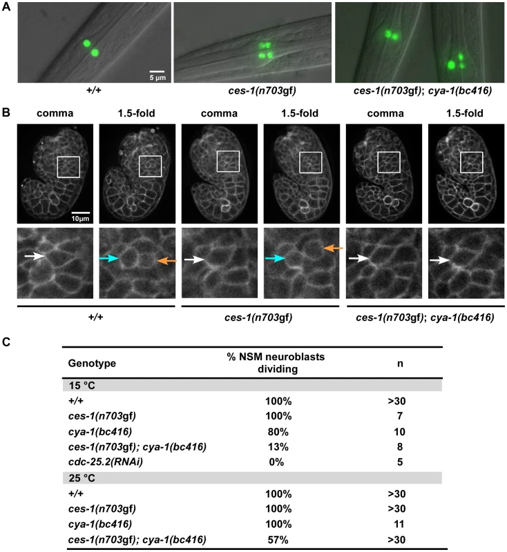 <i>ces-1(n703</i>gf<i>)</i>; <i>cya-1(bc416)</i> affects the division of the NSM neuroblast.