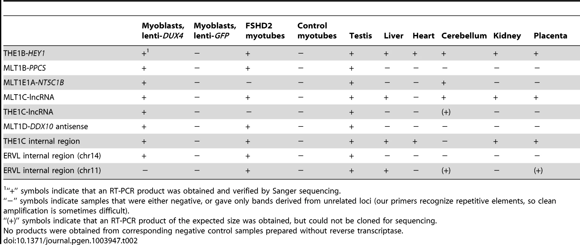 RT-PCR confirms novel transcripts and shows their presence in testis and FHSD patient cells.