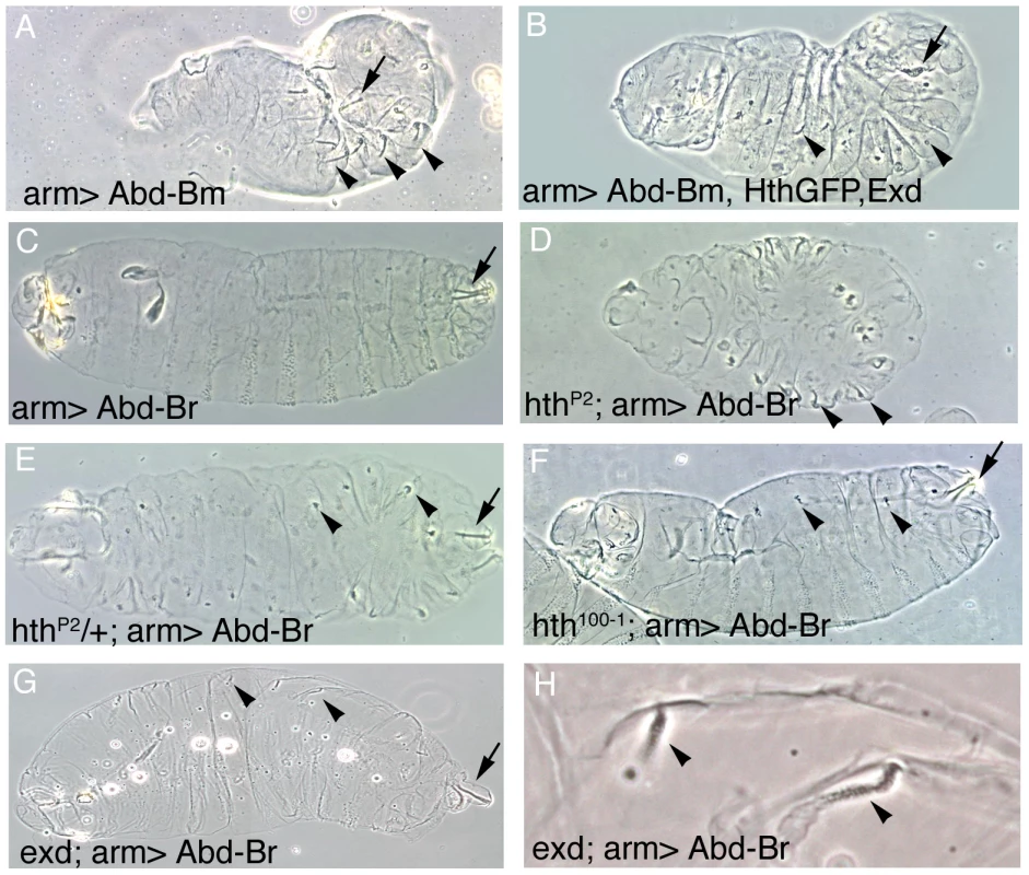 Effect of the ectopic expression of Abd-B isoforms on the development of embryos expressing different levels of Hth and Exd.